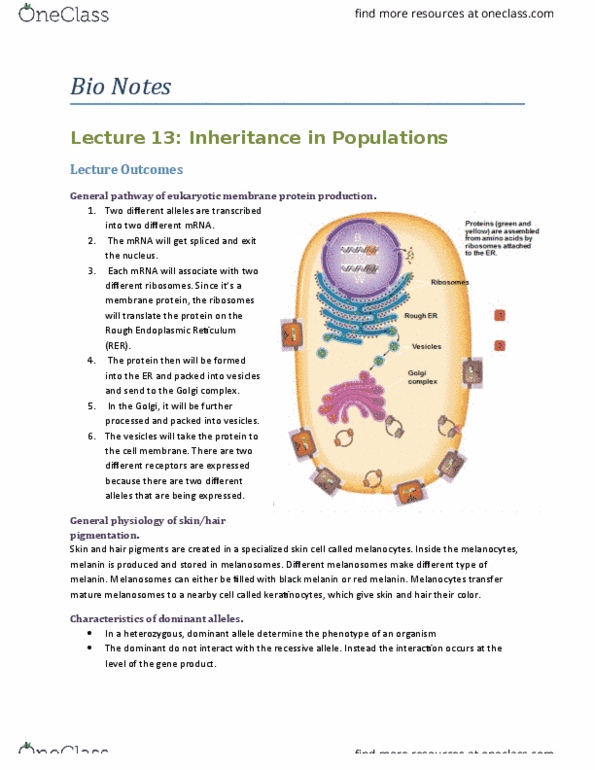 Biology 1001A Lecture Notes - Lecture 12: Melanosome, Melanocyte, Melanin thumbnail