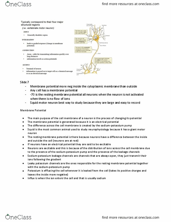 BIO310H5 Lecture Notes - Lecture 21: Resting Potential, Motor Neuron, Membrane Potential thumbnail