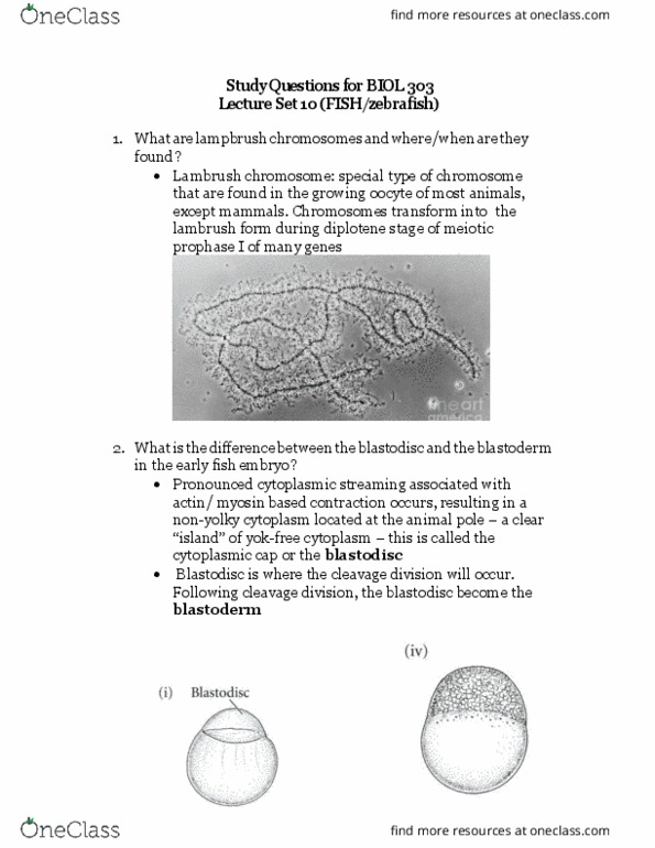 BIOL303 Lecture Notes - Lecture 10: Germinal Disc, Cape Clear Island, Cytoplasmic Streaming thumbnail