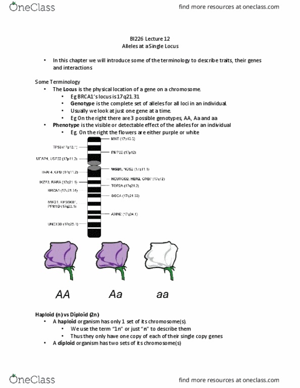 BI226 Lecture Notes - Lecture 12: Ploidy, Phenotype, Antibody thumbnail