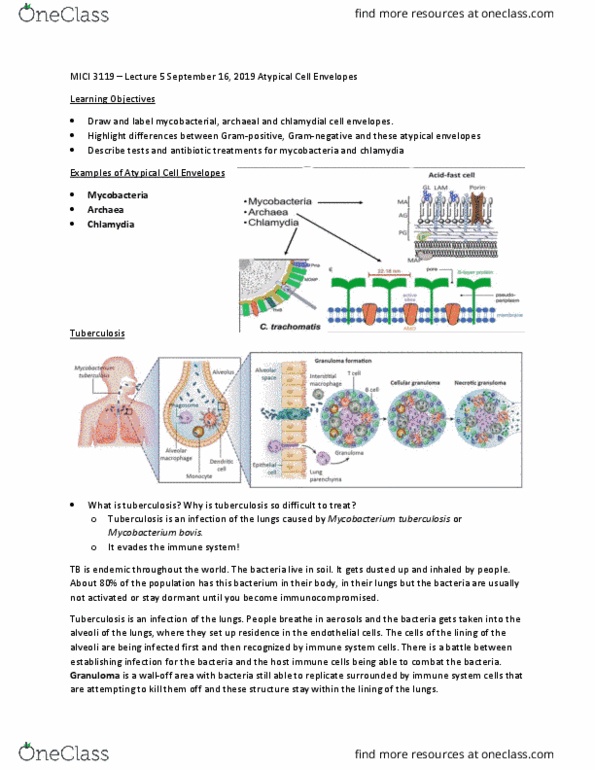 MICI 3119 Lecture Notes - Lecture 5: Mycobacterium Bovis, Mycobacterium Tuberculosis, Cell Envelope thumbnail