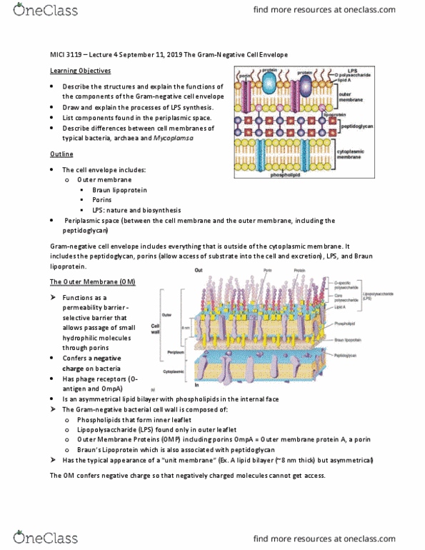 MICI 3119 Lecture Notes - Lecture 4: Periplasm, Lipid Bilayer, Cell Envelope thumbnail