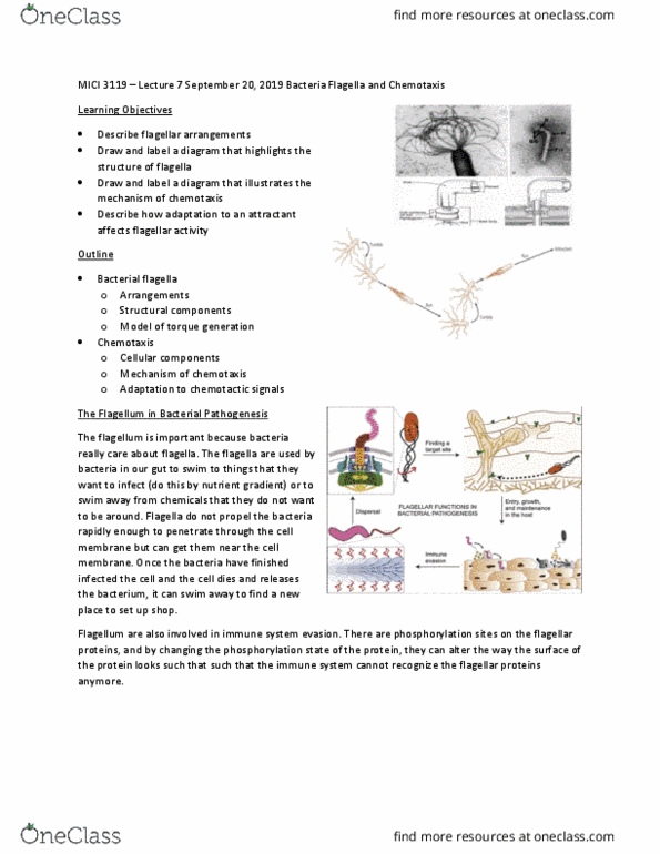 MICI 3119 Lecture Notes - Lecture 7: Chemotaxis, Membrane Protein, Histidine Kinase thumbnail