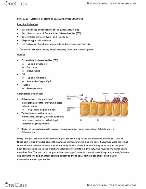 MICI 3119 Lecture Notes - Lecture 6: Polysaccharide, Glycoprotein, Multiple Choice thumbnail