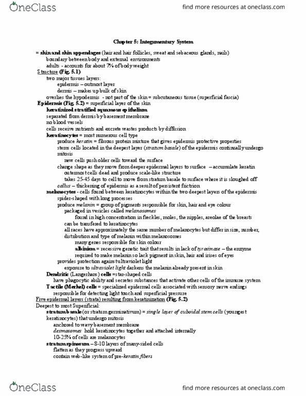 BLG 181 Lecture Notes - Lecture 15: Stratum Basale, Stratum Spinosum, Stratified Squamous Epithelium thumbnail