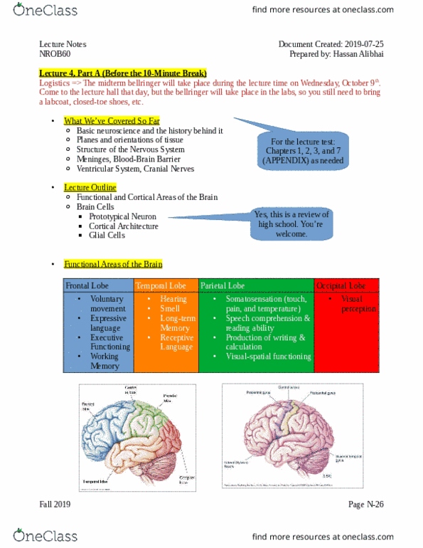 NROB60H3 Lecture Notes - Lecture 4: Occipital Lobe, Parietal Lobe, Change Ringing thumbnail