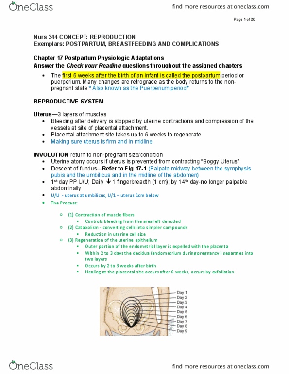 NURS 344 Lecture Notes - Lecture 1: Uterine Atony, Pubic Symphysis, Decidua thumbnail