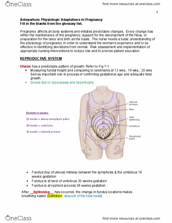 NURS 344 Lecture Notes - Lecture 1: Fundal Height, Prenatal Development, Xiphoid Process thumbnail