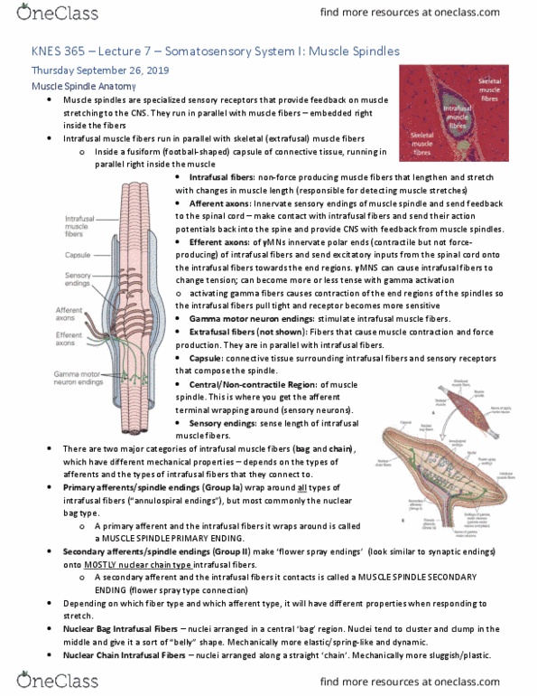 KNES 365 Lecture Notes - Lecture 7: Intrafusal Muscle Fiber, Gamma Motor Neuron, Muscle Spindle thumbnail