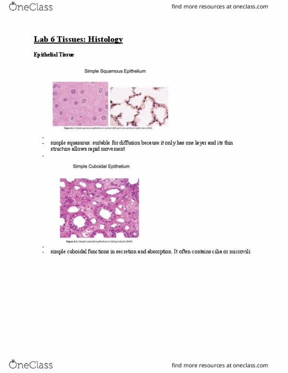 BIOL 1344 Chapter Notes - Chapter 6: Simple Squamous Epithelium, Histology, Hyaline Cartilage thumbnail