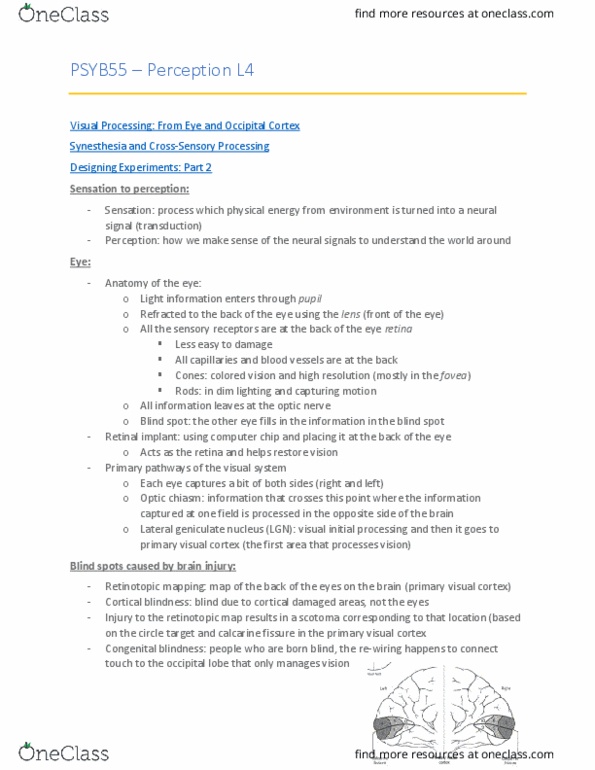 PSYB55H3 Lecture Notes - Lecture 4: Calcarine Sulcus, Lateral Geniculate Nucleus, Optic Chiasm thumbnail