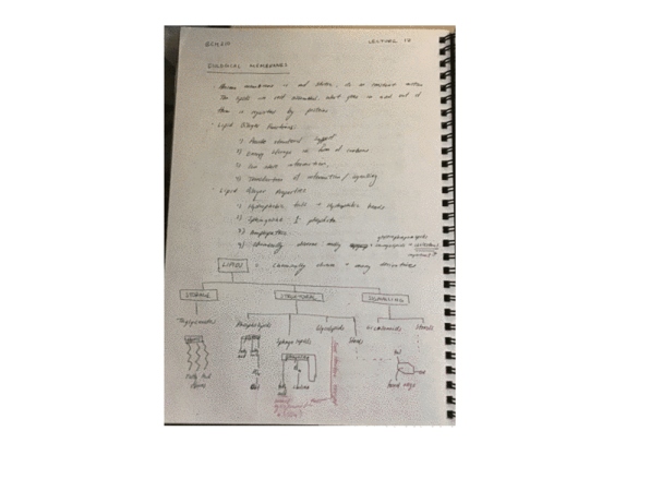 BCH210H1 Lecture Notes - Lecture 13: Grou, Enzyme, Lysis cover image