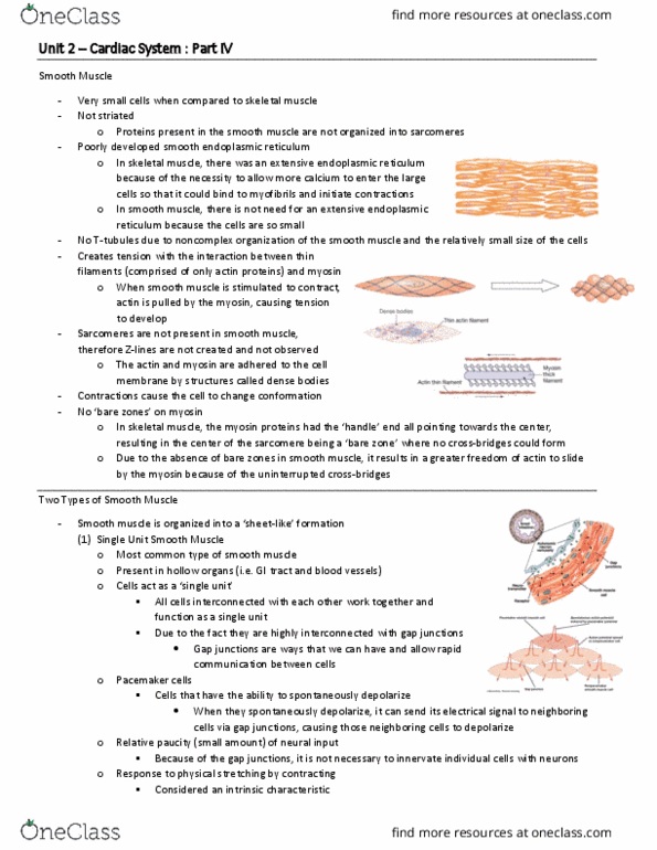 BIO 3342 Lecture Notes - Lecture 18: Endoplasmic Reticulum, Smooth Muscle Tissue, Skeletal Muscle thumbnail