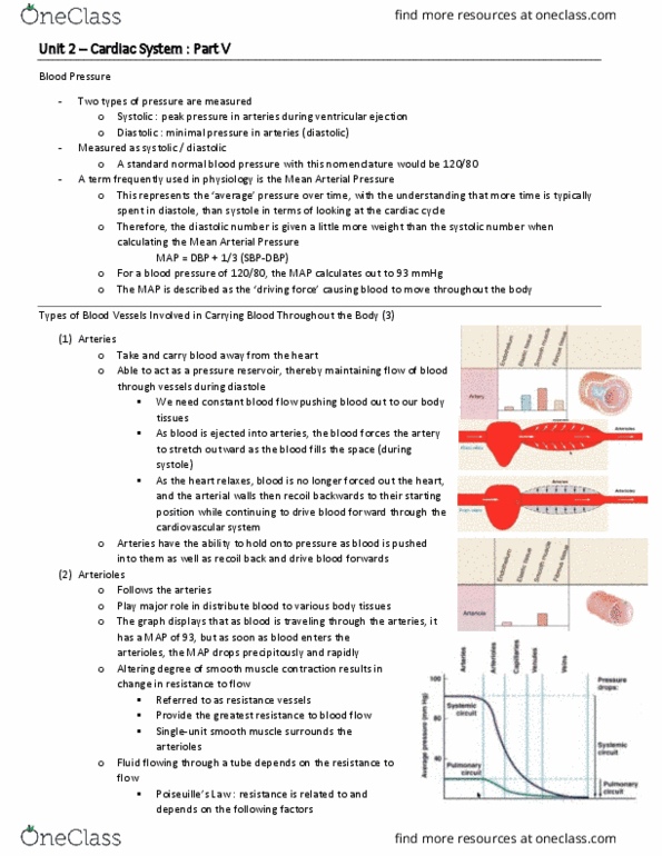 BIO 3342 Lecture Notes - Lecture 19: Mean Arterial Pressure, Cardiac Muscle, Diastole thumbnail
