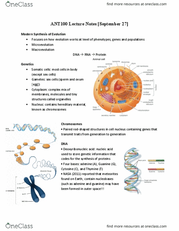 ANT100Y1 Lecture Notes - Lecture 2: Somatic Cell, Cell Nucleus, Guanine thumbnail