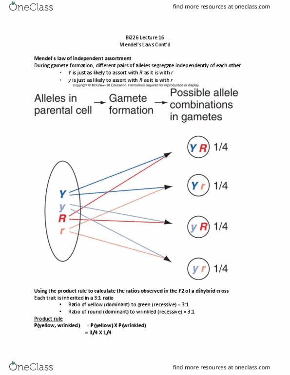 BI226 Lecture Notes - Lecture 16: Dihybrid Cross, Product Rule, Gamete thumbnail