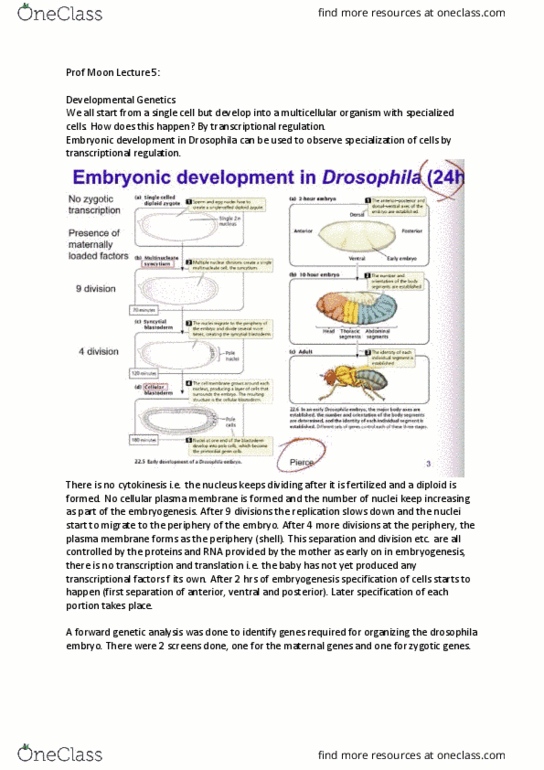 BIOL 202 Lecture Notes - Lecture 5: Cell Membrane, Genetic Screen, Multicellular Organism thumbnail