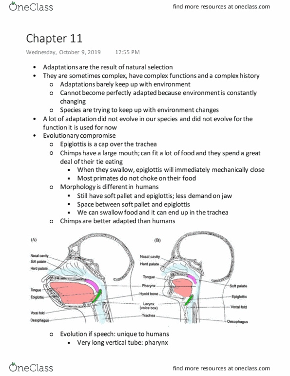 BIO 1130 Lecture Notes - Lecture 11: Epiglottis, Trachea, Parasitism cover image