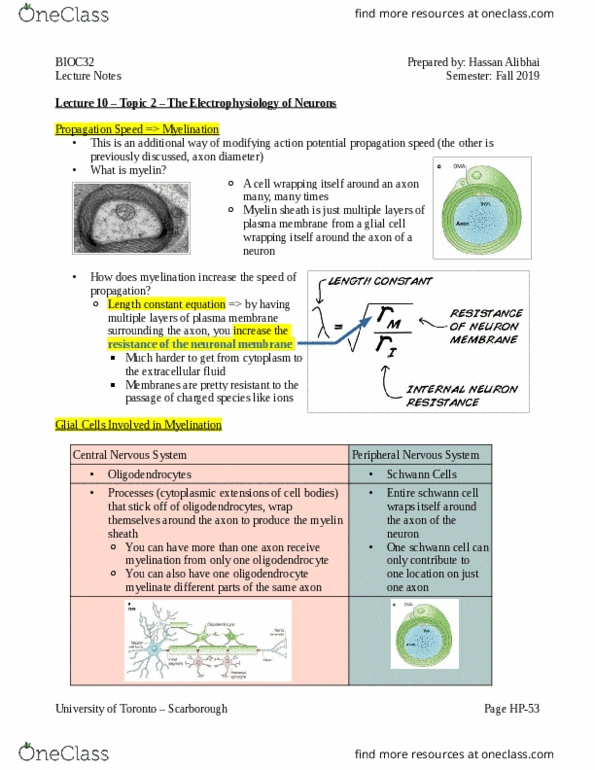 BIOC32H3 Lecture Notes - Lecture 10: Myelin, Schwann Cell, Peripheral Nervous System thumbnail