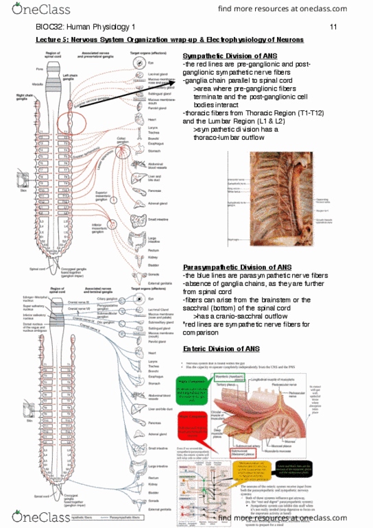 BIOC32H3 Lecture Notes - Lecture 5: Postganglionic Nerve Fibers, Sympathetic Nervous System, Preganglionic Nerve Fibers thumbnail