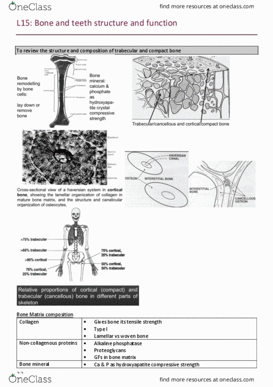 PHSI3011 Lecture Notes - Lecture 15: Alkaline Phosphatase, Bone, Ultimate Tensile Strength thumbnail