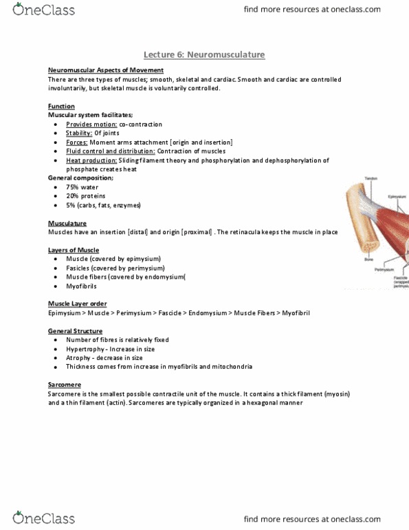 Kinesiology 2241A/B Lecture Notes - Lecture 6: Sliding Filament Theory, Skeletal Muscle, Endomysium thumbnail