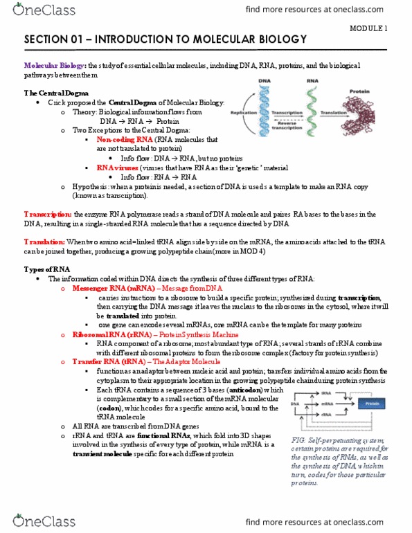 BCHM 218 Lecture Notes - Lecture 1: Non-Coding Rna, Messenger Rna, Transfer Rna thumbnail