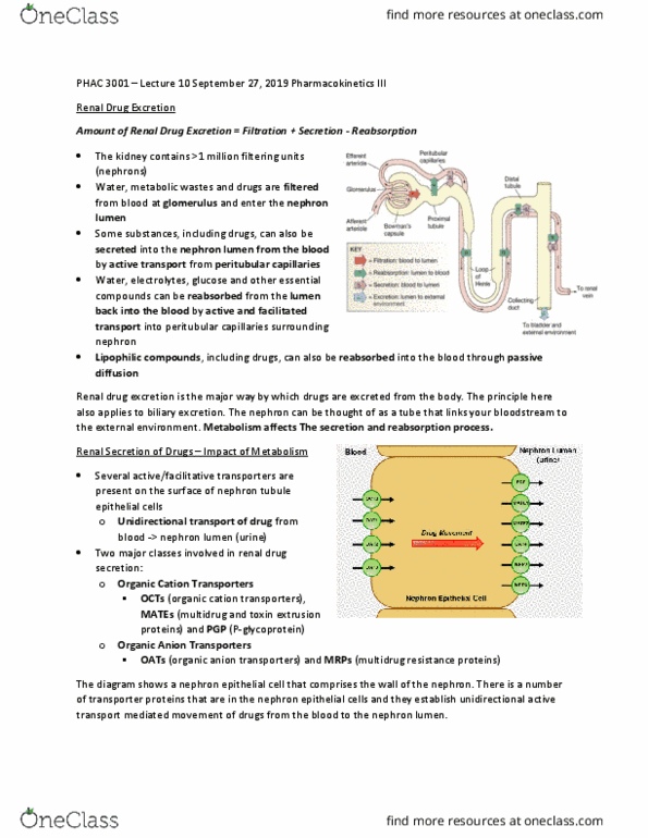 PHAC 3001 Lecture Notes - Lecture 10: Organic Anion-Transporting Polypeptide, Multiple Drug Resistance, Nephron thumbnail