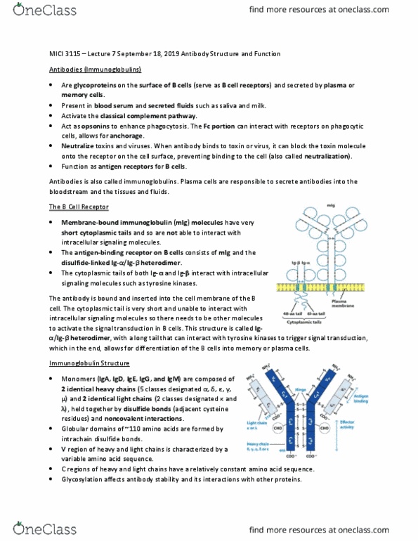 MICI 3115 Lecture Notes - Lecture 7: Classical Complement Pathway, B-Cell Receptor, Signal Transduction thumbnail