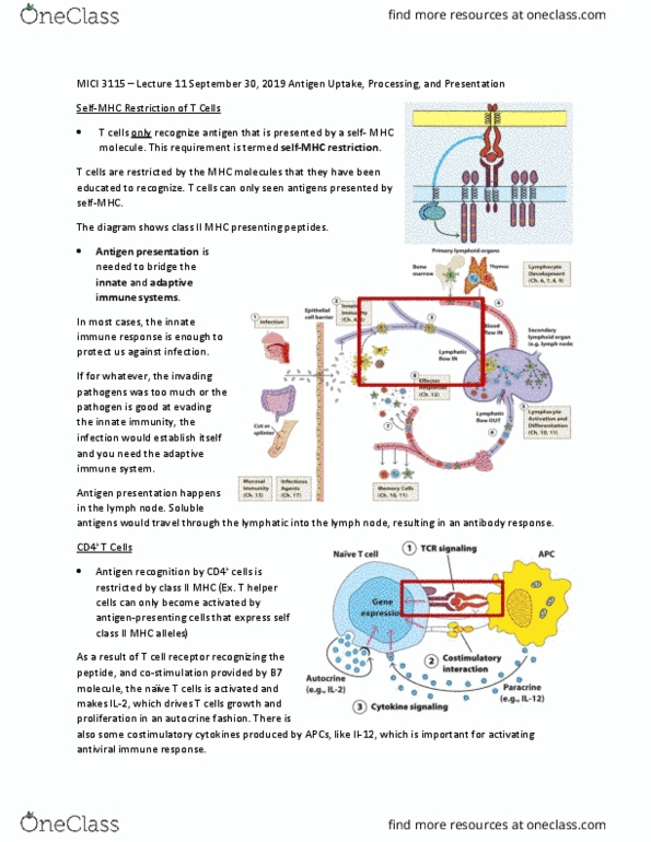 MICI 3115 Lecture Notes - Lecture 11: Mhc Class Ii, Innate Immune System, Mhc Restriction thumbnail