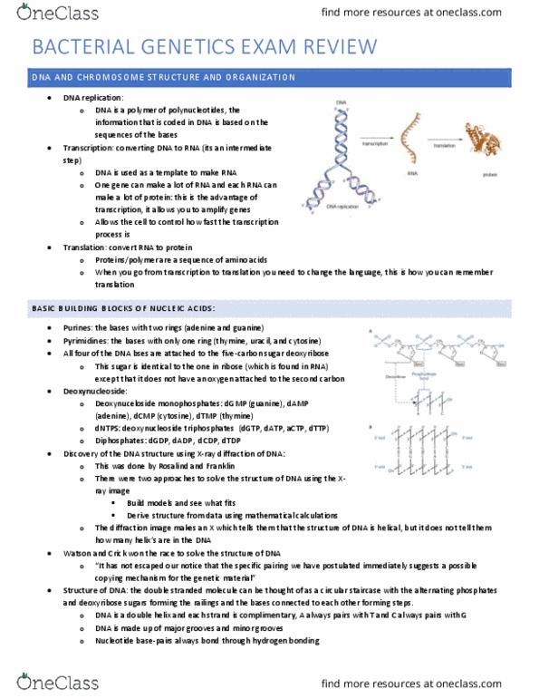 MBG 3080 Lecture Notes - Lecture 1: Deoxycytidine Monophosphate, Nucleic Acid Double Helix, Thymidine Monophosphate thumbnail