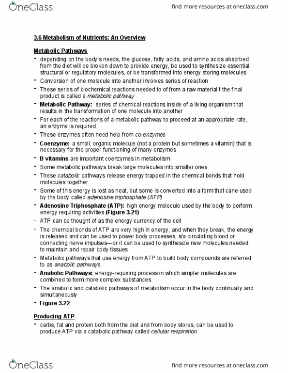 HLTB11H3 Chapter Notes - Chapter 3: Metabolic Pathway, Cellular Respiration, Catabolism thumbnail