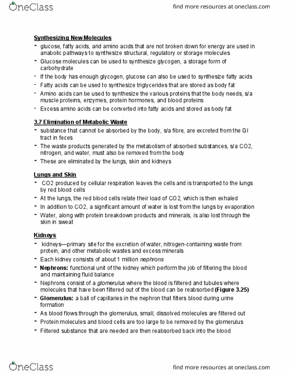 HLTB11H3 Chapter Notes - Chapter 3: As Blood Flows, Blood Proteins, Cellular Respiration thumbnail