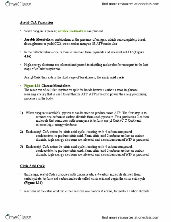 HLTB11H3 Chapter Notes - Chapter 4: Citric Acid Cycle, Cellular Respiration, Oxaloacetic Acid thumbnail