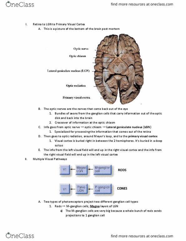 PSYC 102 Lecture Notes - Lecture 5: Optic Chiasm, Lateral Geniculate Nucleus, Visual Cortex thumbnail