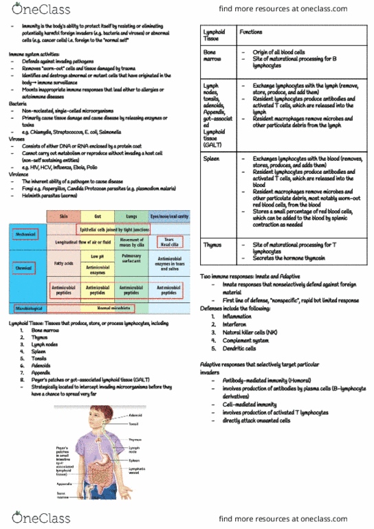 KINE 2011 Lecture Notes - Lecture 4: Natural Killer Cell, T Cell, Bone Marrow thumbnail