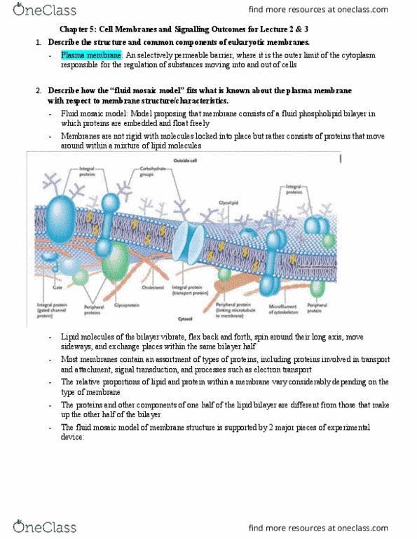 Management and Organizational Studies 1023A/B Lecture Notes - Fluid Mosaic Model, Lipid Bilayer, Signal Transduction thumbnail