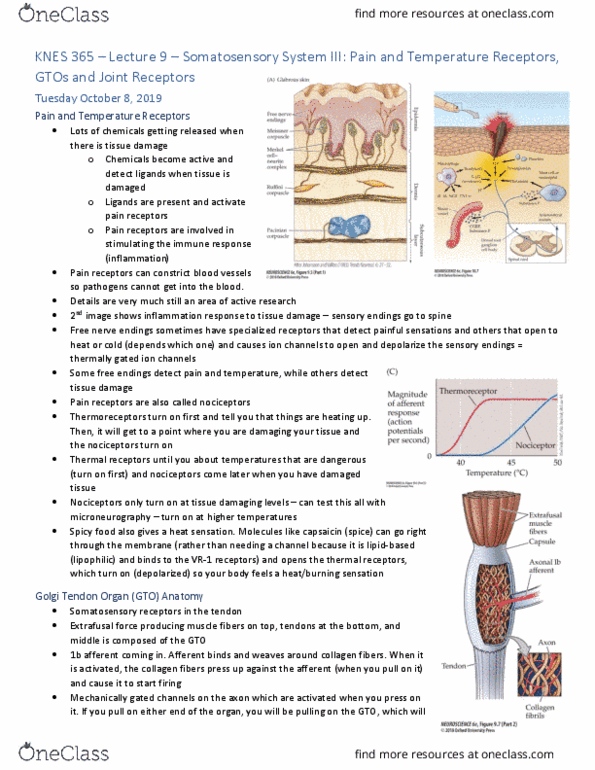 KNES 365 Lecture Notes - Lecture 9: Golgi Tendon Organ, Extrafusal Muscle Fiber, Nociceptor thumbnail
