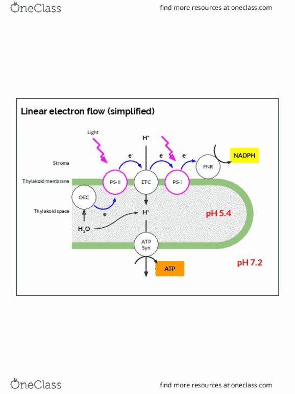 BIOL107 Lecture Notes - Lecture 14: Thylakoid thumbnail