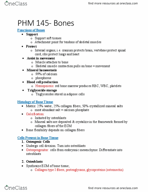BIOL 3100 Lecture Notes - Lecture 5: Type I Collagen, Bone Marrow, Osteonectin thumbnail