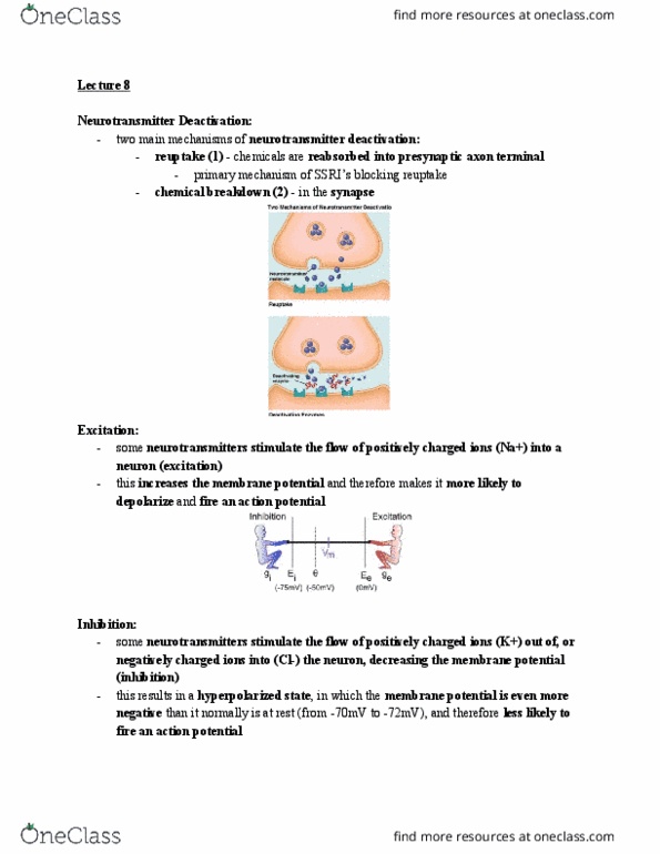 PSYCO104 Lecture Notes - Lecture 8: Axon Terminal, Membrane Potential, Reuptake thumbnail