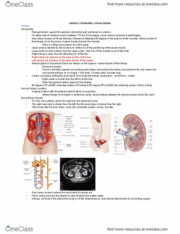 MEDRADSC 3J03 Lecture Notes - Lecture 1: Renal Pelvis, Renal Vein, Renal Artery thumbnail