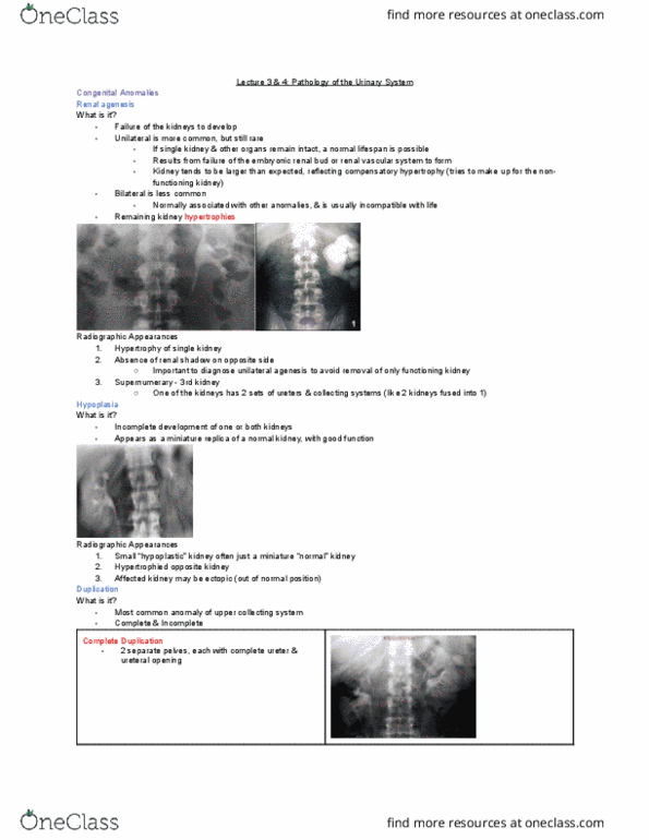 MEDRADSC 3J03 Lecture Notes - Lecture 3: Renal Agenesis, Hypoplasia, Radiography thumbnail