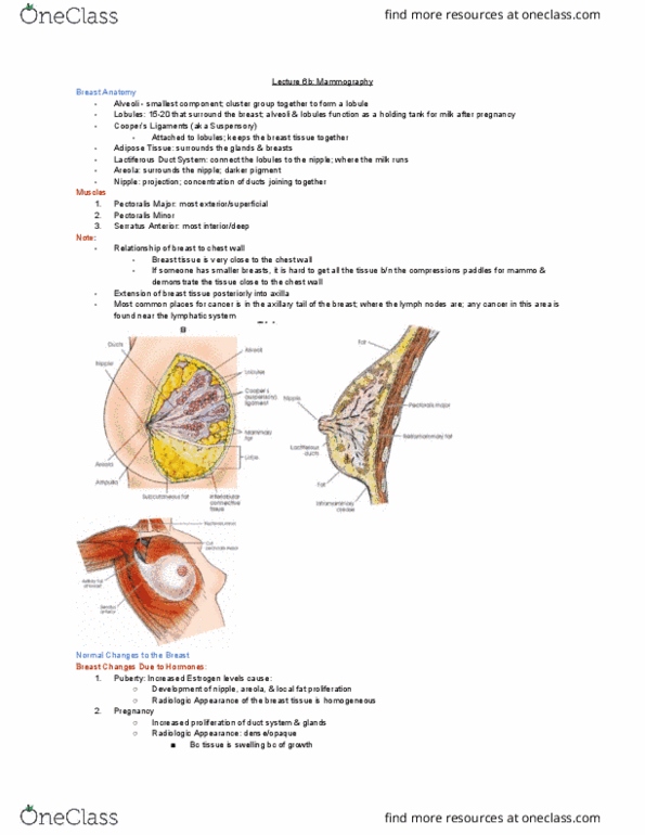 MEDRADSC 3J03 Lecture Notes - Lecture 6: Mammography, Pectoralis Major Muscle, Axilla thumbnail