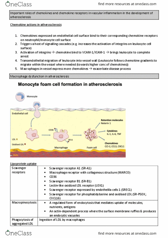 PHSI3012 Lecture Notes - Lecture 14: Ldl Receptor, Cd36, Chemokine thumbnail