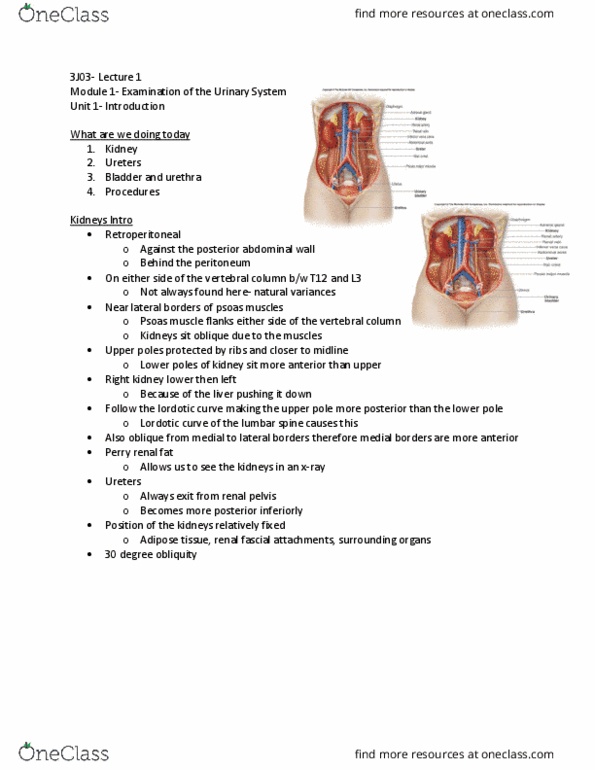 MEDRADSC 3J03 Lecture Notes - Lecture 1: Renal Pelvis, Lordosis, Urinary Bladder thumbnail