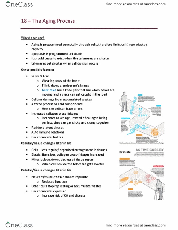 MEDRADSC 1B03 Lecture Notes - Lecture 18: Virus Latency, Elastic Fiber, Telomere thumbnail