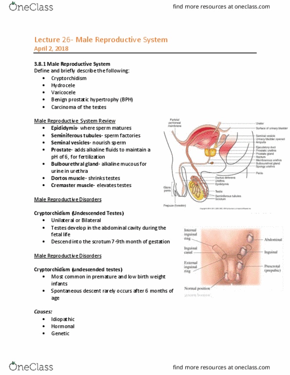 MEDRADSC 1B03 Lecture Notes - Lecture 26: Benign Prostatic Hyperplasia, Seminiferous Tubule, Cremaster Muscle thumbnail