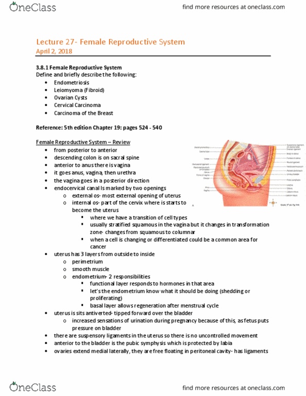MEDRADSC 1B03 Lecture Notes - Lecture 27: Pubic Symphysis, Reproductive System, Leiomyoma thumbnail