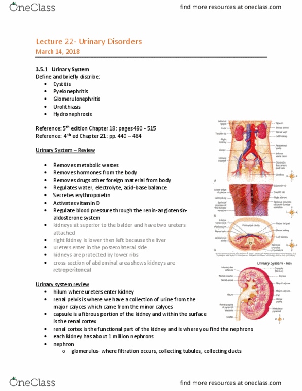 MEDRADSC 1B03 Lecture Notes - Lecture 22: Renal Pelvis, Renal Capsule, Renal Cortex thumbnail